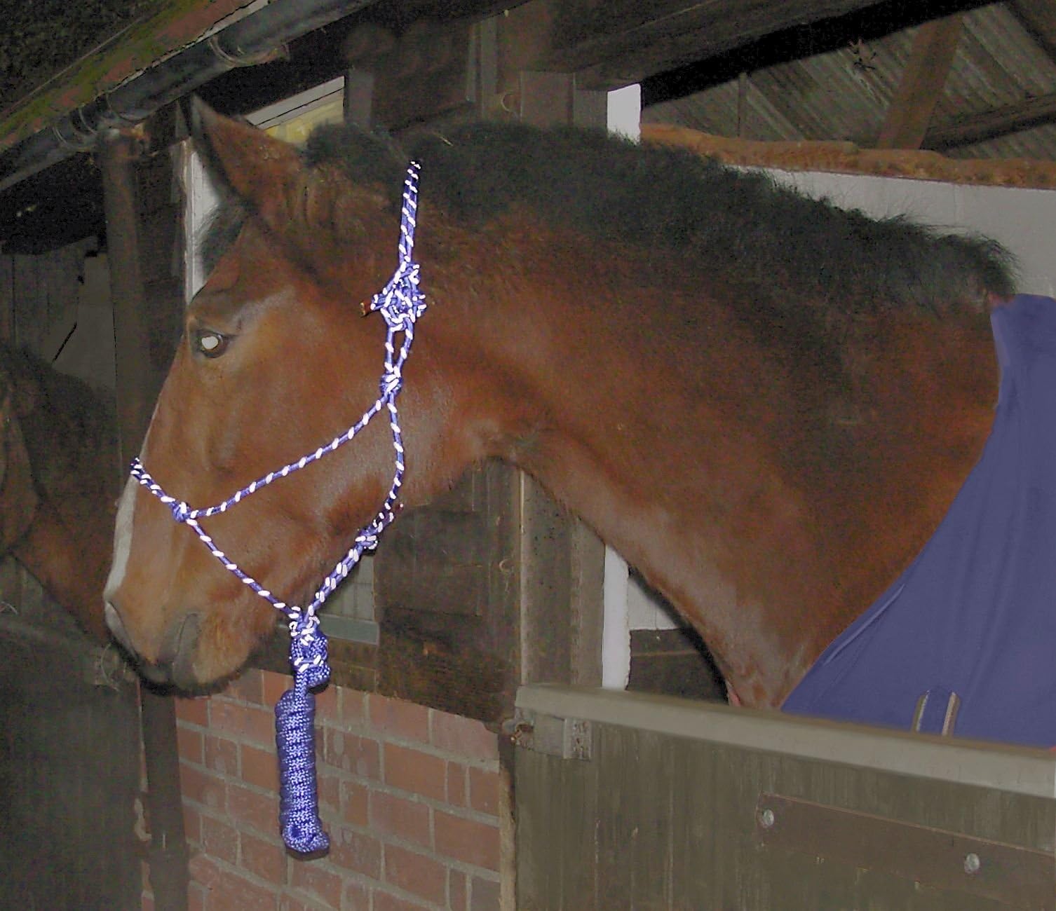 GEE TAC HI VIZ PARELLI NATURAL HORSEMANSHIP ROPE HEAD COLLAR HALTER AND ROPE (RED GREEN BLUE BLACK, PONY COB FULL)