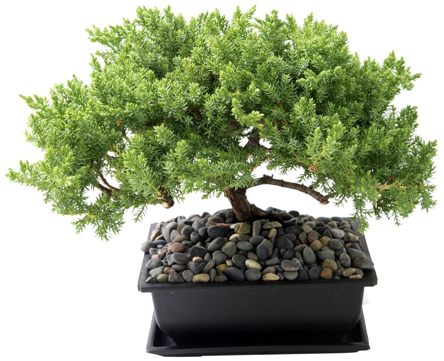 bonsai tree pebbles bonsai tree lihat