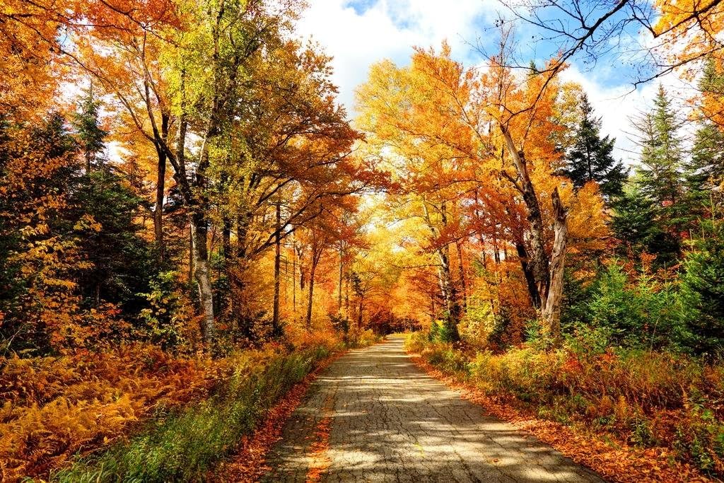 Autumn Road in New Hampshire Photo Photograph Cool Wall Decor Art Print Poster 36x24