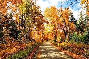 Autumn Road in New Hampshire Photo Photograph Cool Wall Decor Art Print Poster 36x24