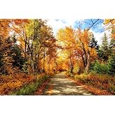 Fall Foliage Autumn Road in New Hampshire Leaves Changing Colorful Trees New England Photo Cool Wall Art Print Poster 36x24
