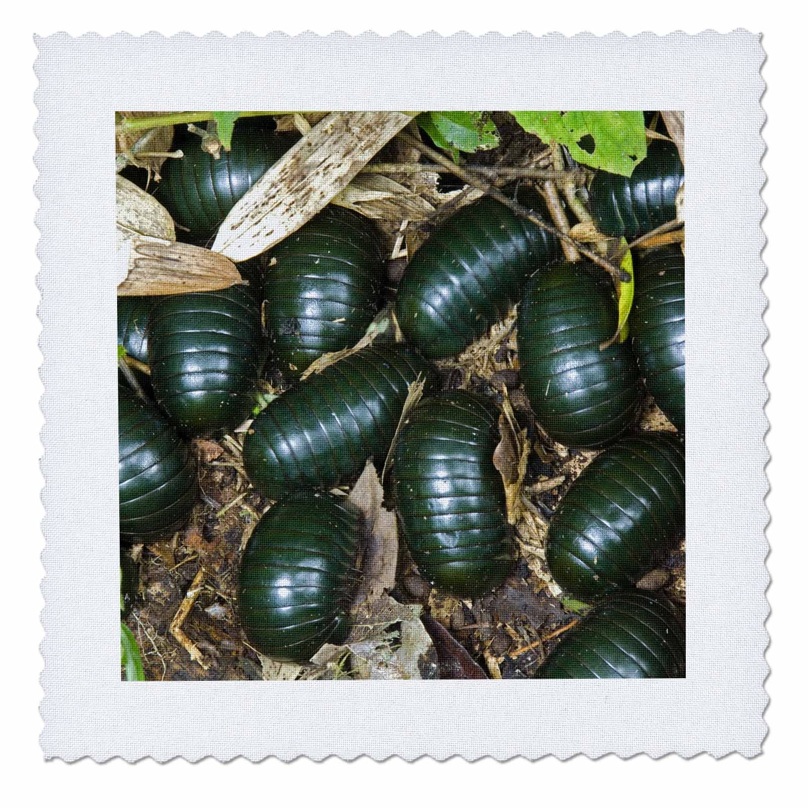 3dRose Green Pill Millipede Insects, Mantadia, Madagascar-AF24 Ksc0080-Kevin Schafer-Quilt Square, 6 by 6" (qs_72701_2)