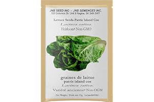 Parris Island COS Romaine Lettuce Seeds for Planting – 11 g (Approx. 2,000 Seeds) | Heirloom Crisp Romaine | Hydroponic, Indo