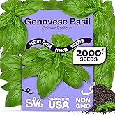 SVI 2000 Genovese Basil Seeds (Ocimum basilicum) &ndash; Sweet Basil Seed Packets &ndash; Aromatic Non GMO Heirloom Large Leaf Culinary Herb Seeds, Outdoor &amp; Indoor Herb Garden