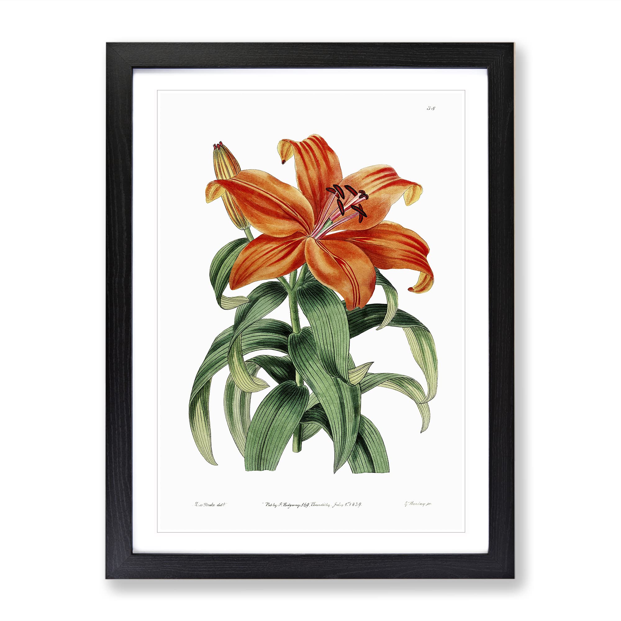 Orange Lily Flowers Vintage Framed Wall Art Print, Ready to Hang Picture for Living Room Bedroom Home Office Décor, Black A4 (34 x 25 cm)