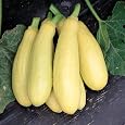 Green Garden Seeds – Prolific Straightneck Summer Squash Seeds (20 Seeds), Non-GMO, USA