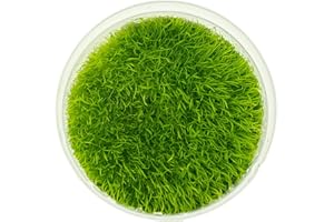 ULTUM NATURE SYSTEMS UNS Snail Free TC Utricularia Graminifolia (UG) - Medium to High Light, Bright Green Accent Aquatic Carnivorous Carpeting Plant, Foreground Placement - Tissue Culture, 1 Pack