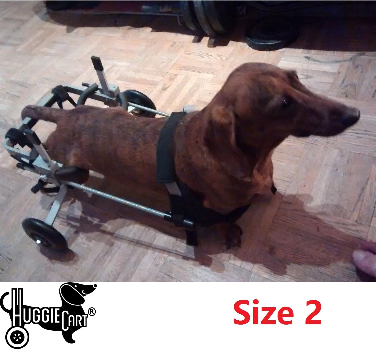 Huggiecart Dog Wheelchair for Dog 3-99 lbs 8 Sizes to Select to Fit Your Dog