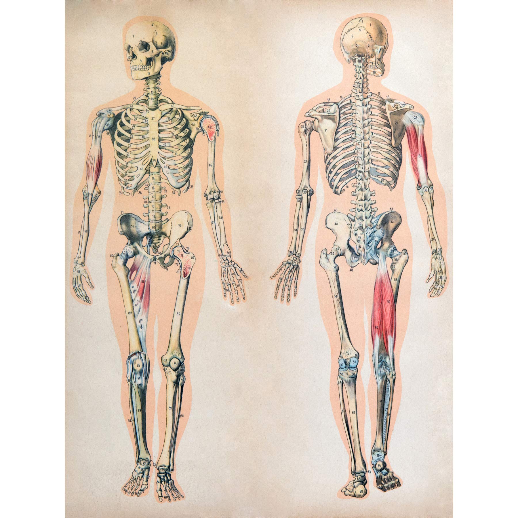 Human Body Anatomy Skeleton Muscles Large Wall Art Print Canvas Premium Poster