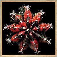 SIGNWIN Framed Canvas Wall Art Red Variegated Gymnocalycium Mihanovichii Glory Cactus Botanical Succulent Photography Realism Modern Closeup Fun for Living Room, Bedroom, Office - 16x16 inches