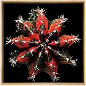 SIGNWIN Framed Canvas Wall Art Red Variegated Gymnocalycium...