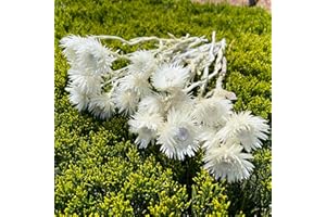 GLICRILI 30 PCS Large Heads Dried White Daisy Flowers -Real Dried Silver Daisy Chamomile Flower Bundle for Vase Home Wedding Boho Office Decor, Dried Daisies, Home Furnishing, DIY Arrangement
