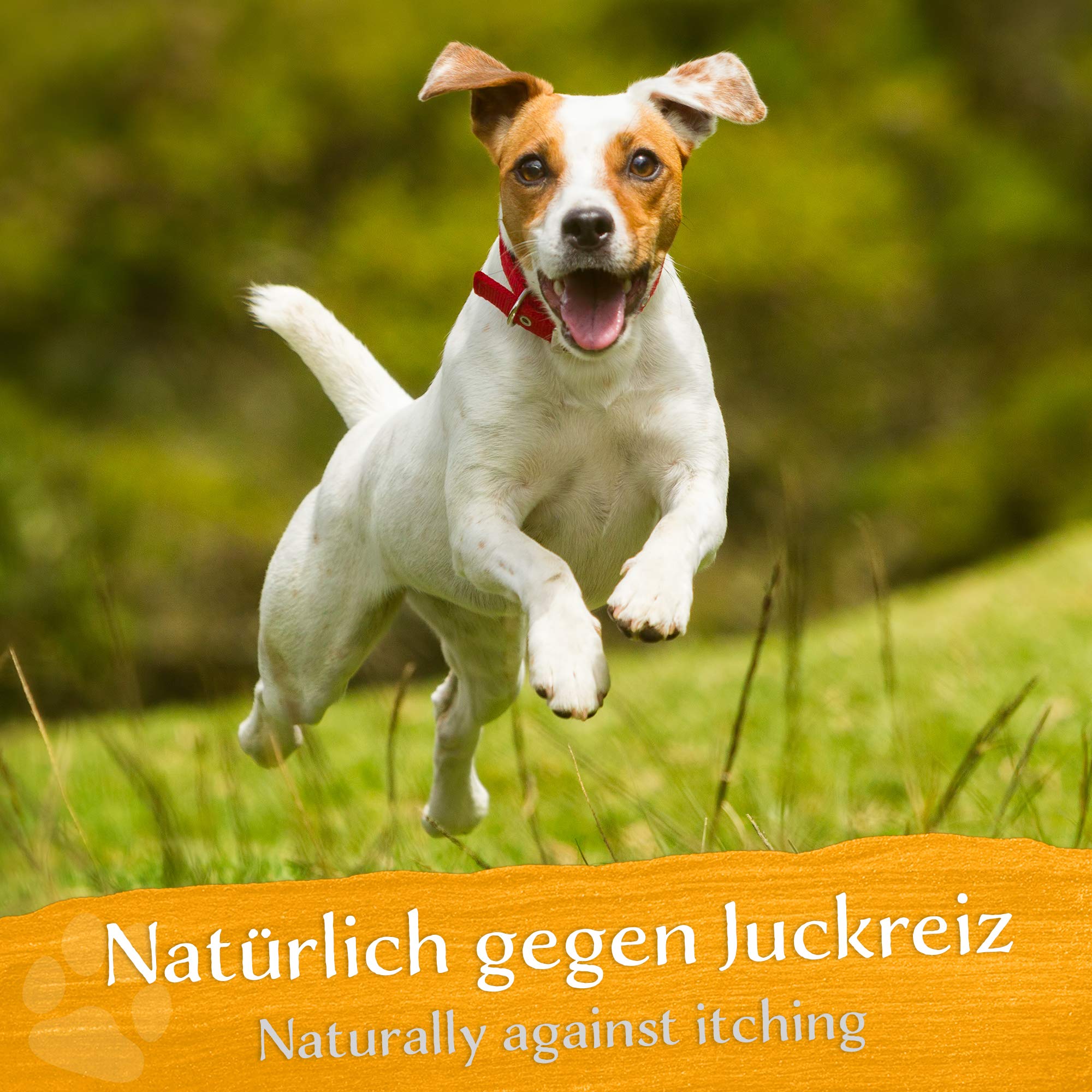 BELISY Juckreiz Bachblüten Kügelchen für Hunde & Katzen - gegen Juckreiz - Notfall Kügelchen für Haustiere - Fellpflege & Hautpflege - Original Mischung nach Dr. Bach - alkoholfrei -10g 7