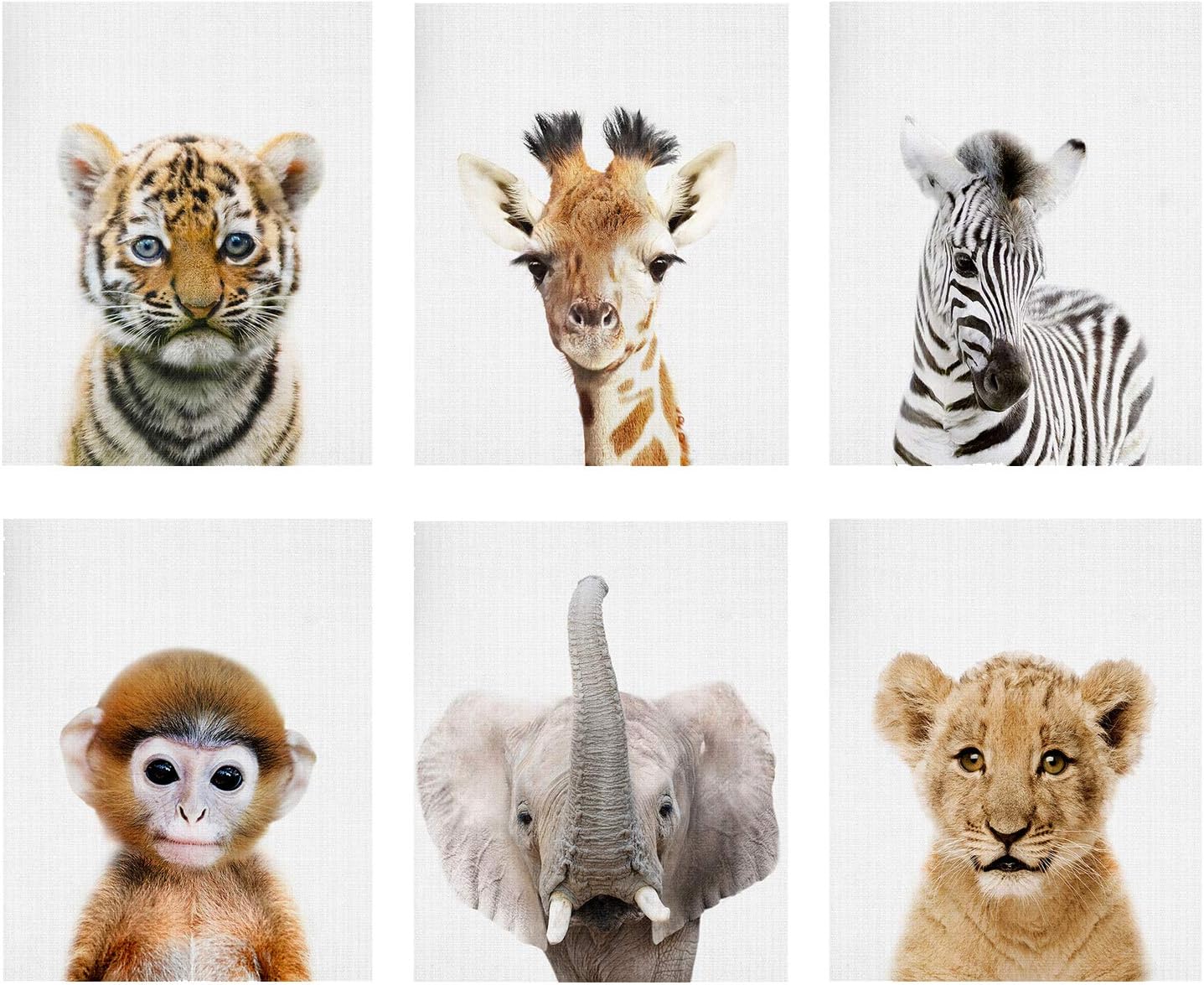 Baby Animal Posters and Prints - EPHANY ART YMX016 - Baby Nursery Decor Pictures Set of 6 (Unframed) Cute Animal Photography Wall Prints for Baby Boys & Girls Room YMX016 (8