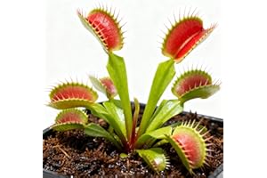 Venus Fly Trap Seeds, Fresh Dionaea Muscipula, 50 Seeds, Carnivorous Indoor Plant, Interactive Houseplant