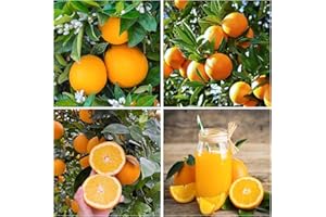 Navel Orange Seeds for Planting, Non-GMO Heirloom, Sweet and Juicy, 15+ Seeds, Garden Outdoor