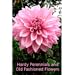 Hardy Perennials and Old Fashioned Flowers