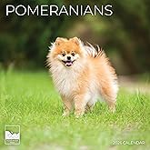 2026 Pomeranians Wall Calendar 12 Month | 12" x 24" Open | Giftable | Dog Calendar 2026 | Thick & Sturdy Paper for Calendar O