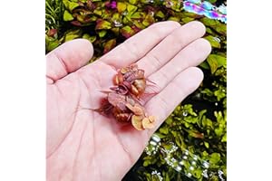 SubstrateSource Red Root Floater Phyllanthus Fluitans - Live Floating Plants for Aquarium, Fish Tanks, Natural Aquatic Decorations and Cover (3-4 Plants)