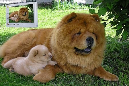 large chow dog
