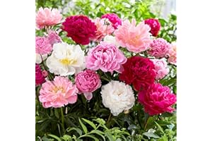 WIVOLIBE Mixed Peony Seeds for Planting - 100 Peony Seeds Non-GMO Heirloom Seeds - Attracts Butterflies Pollinators