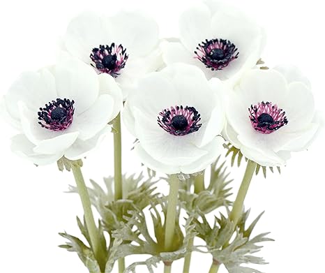 Amazon Fiveseasonstuff 5本 ホワィト アネモネ 造花 イチリンソウ 花束 インテリア 飾り 50cm 造花 オンライン通販