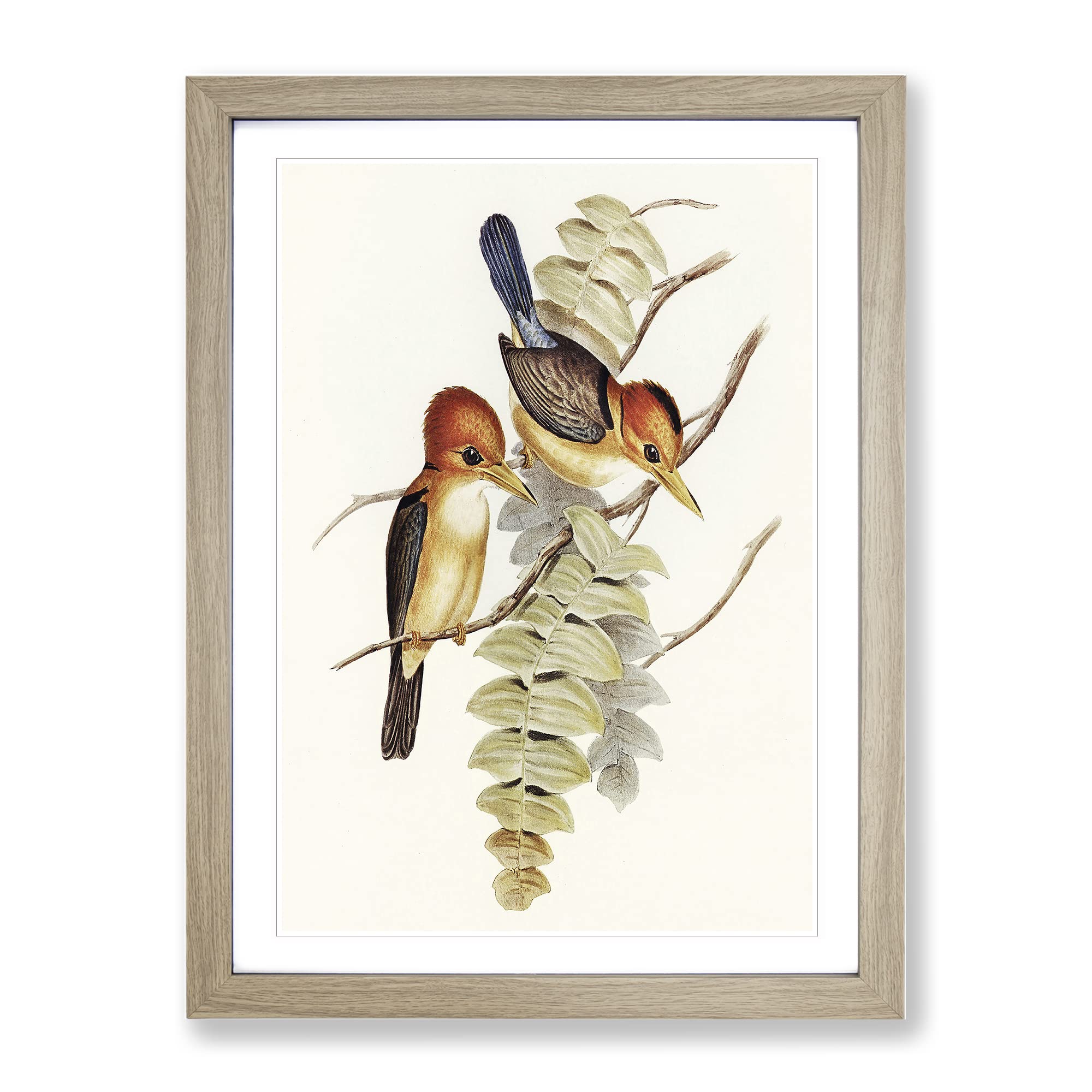 Yellow Billed Kingfishers By Elizabeth Gould Vintage Framed Wall Art Print, Ready to Hang Picture for Living Room Bedroom Home Office Décor, Oak A4 (34 x 25 cm)