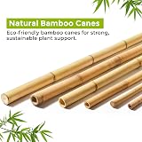 TradeXone Heavy Duty Bamboo Canes 2ft-8ft for Plant Support view 4