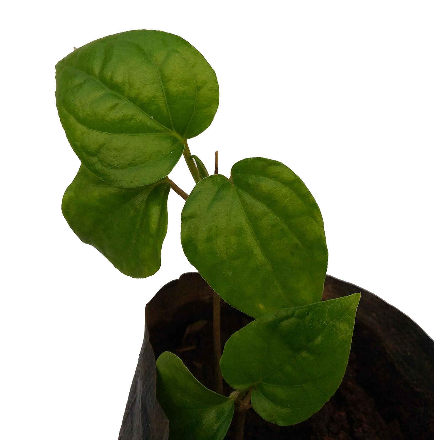 Bharat Herbs Care Maghai Paan Plant Botanical Name Piper Betle Medicinal Live Plant Amazon In Garden Outdoors
