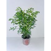 Plant, Ruda Plant Common Rue Ruta graveolens Herb of Grace 5 to 7 inches Tall