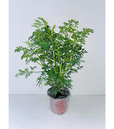 Amazon.com: DORMIDERA OR MORIVIVI Plant with ROOTH/PLANTA DE DORMIDERA O  MORIVIVI CON Raiz : Patio, Lawn & Garden