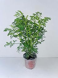 Two (2) Large Live Rue Herb