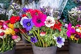 Anemone De Caen Mixed Colors Corms 20x Spring/Summer Planting 4/5 view 4
