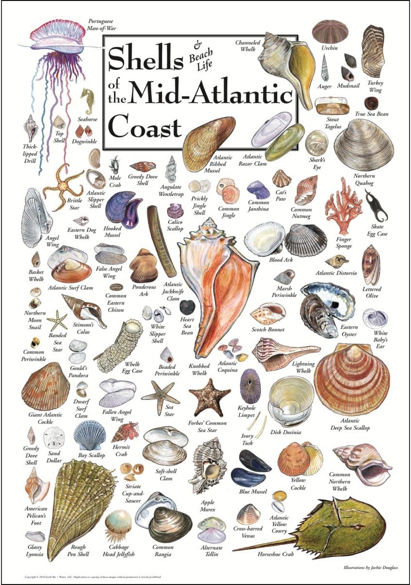 Earth Sky & Water Poster - Shells of The Mid-Atlantic Coast