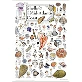 Earth Sky + Water Poster - Shells of the Mid-Atlantic Coast
