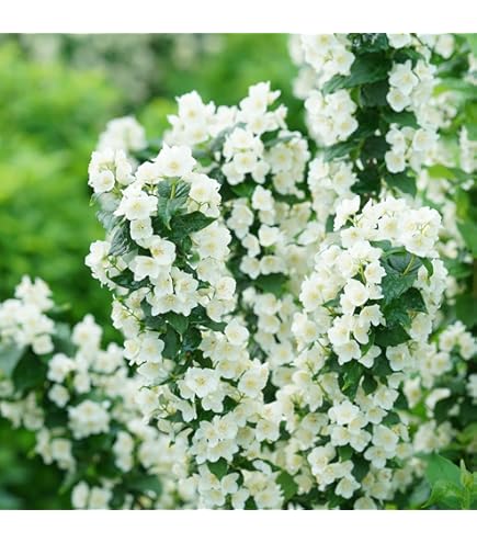 Amazon.com : 2 Minnesota Snowflake Mock Orange Shrubs - 24-36