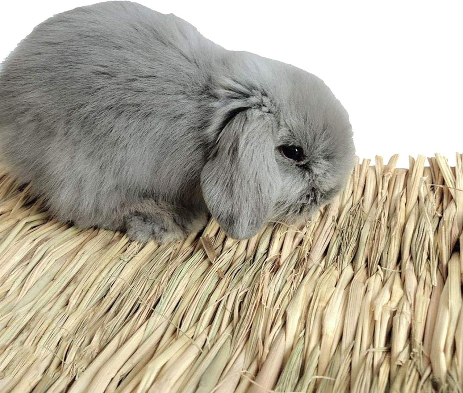 toys for destructive rabbits