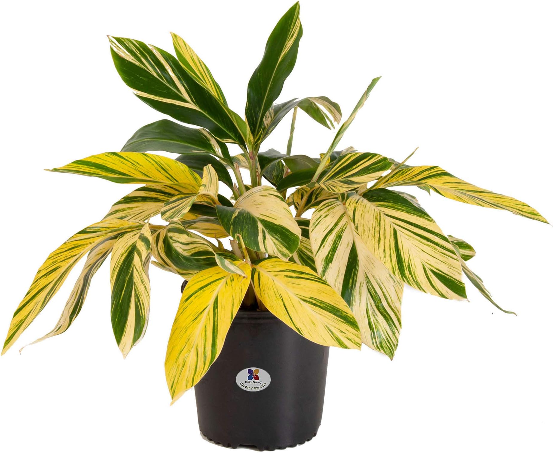 United Nursery Ginger Variegated Alpinia Zerumbet Plant Tree Live Outdoor Indoor House Plant Ships in 9.25 Inch Grower Pot at 26 to 28 Inches Tall