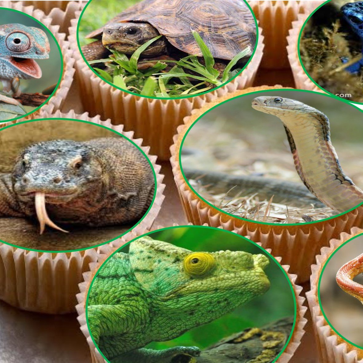 reptile cupcake toppers