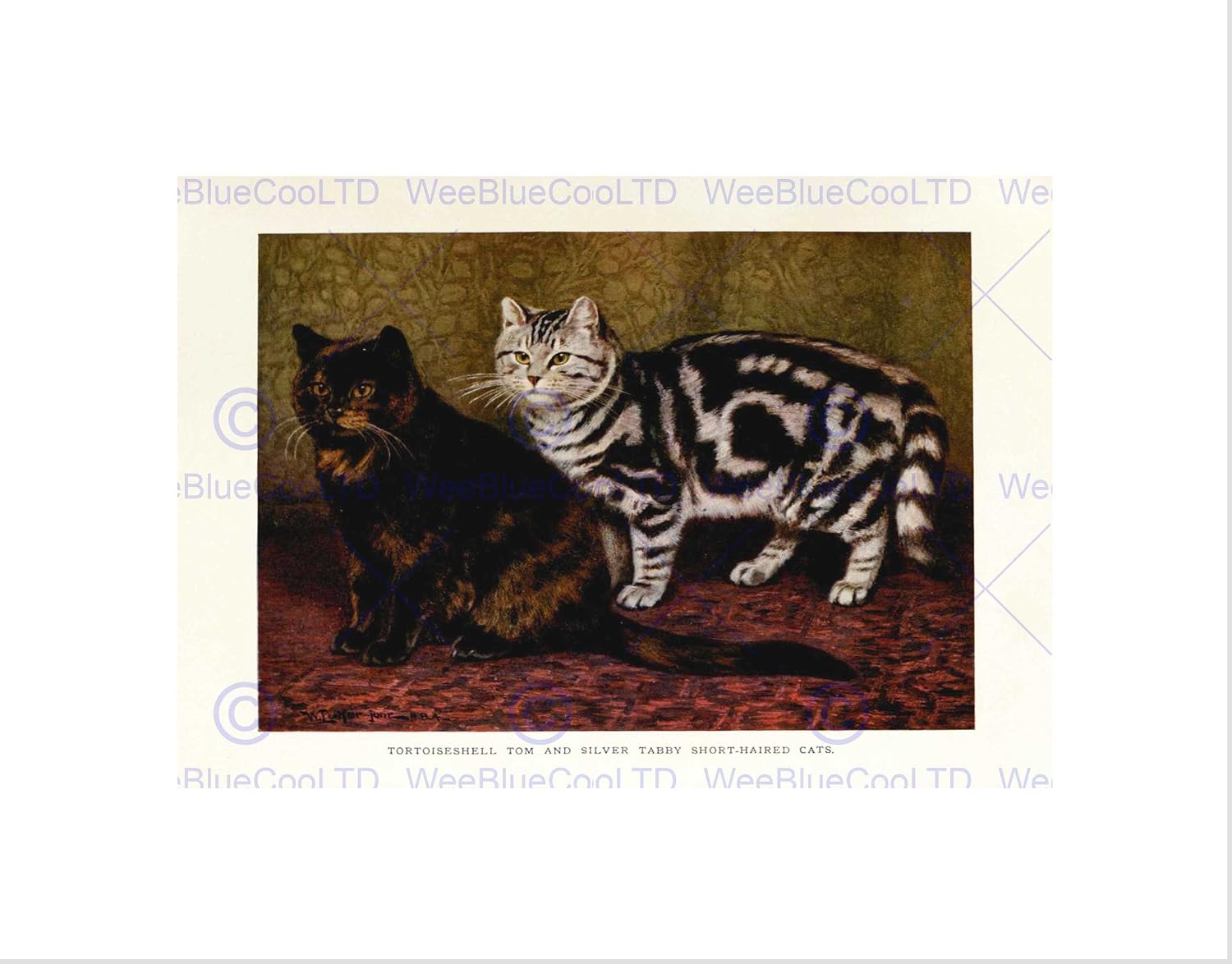 Amazon Com Animal Simpson Tortoiseshell Tom Silver Tabby Cat