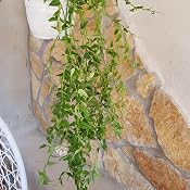 Pianta da appartamento, quale scegliere