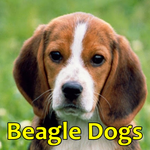 dylan beagles