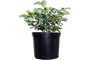 GREEN PROMISE FARMS Fothergilla major 'Mt. Airy' (Fothergilla) Shrub, white flowers, #3 - Size Container