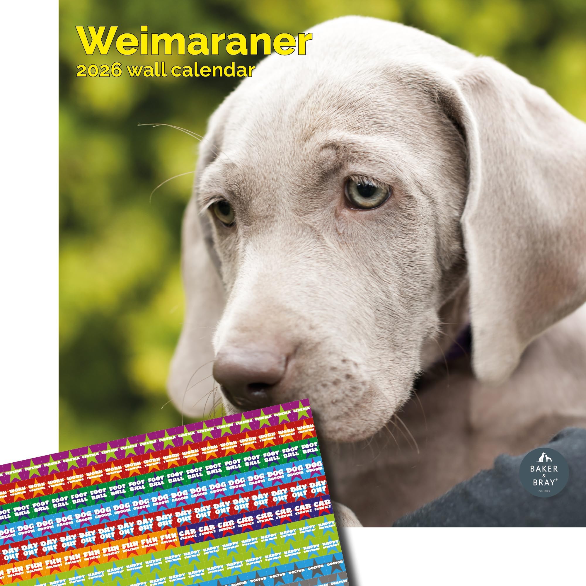 Baker and Bray Weimaraner Calendar 2026, Large Square Wall Calendar With Organisational Stickers, 16 Month, Weimaraner Gift Dog Calendar.