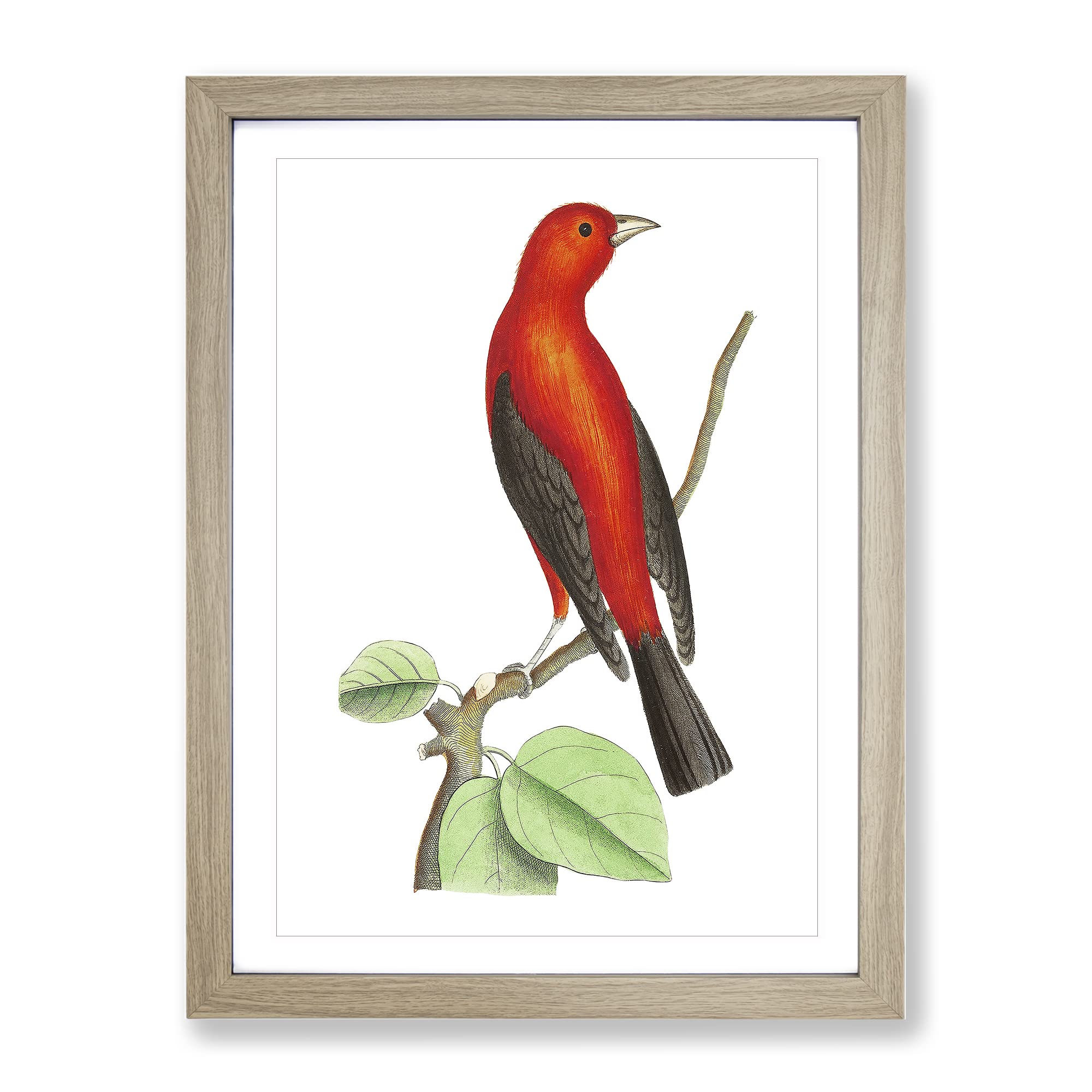Brasilian Tanager Bird By George Shaw Vintage Framed Wall Art Print, Ready to Hang Picture for Living Room Bedroom Home Office Décor, Oak A4 (34 x 25 cm)