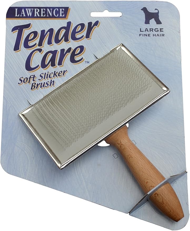 whippet with blue eyes