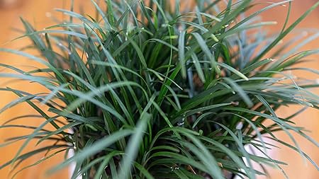 Mondo grass flower plant for all season