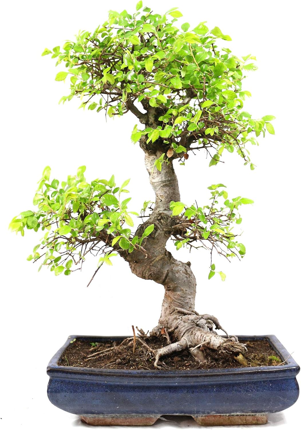 Bonsai Orme De Chine Perd Ses Feuilles Mon Bonsai Perd Ses Feuilles Que Faire Maitre Bonsai