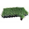 Bermuda Grass Plug Tray | EZ Plug 50 Grass Plugs Per Tray