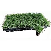 Bermuda Grass Plug Tray | EZ Plug 50 Grass Plugs Per Tray